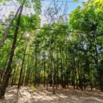 Avenida Beira Rio recebe 200 mudas em plano de arborização em Cuiabá