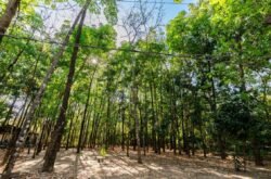 Av. Beira Rio ganha 200 mudas no início do novo plano de arborização de Cuiabá