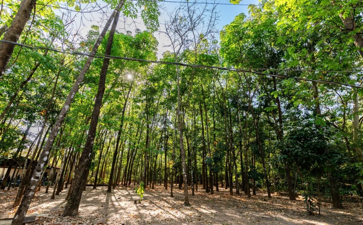 Avenida Beira Rio recebe 200 mudas em plano de arborização em Cuiabá