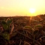 Calor acima da média e chuvas irregulares devem dificultar safra de verão em Mato Grosso
