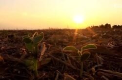 Calor acima da média e chuvas irregulares devem dificultar safra de verão em Mato Grosso